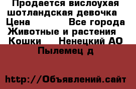 Продается вислоухая шотландская девочка › Цена ­ 8 500 - Все города Животные и растения » Кошки   . Ненецкий АО,Пылемец д.